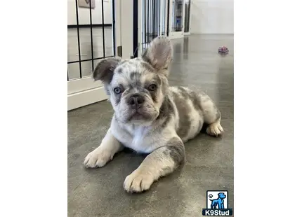 a french bulldog dog lying on the ground
